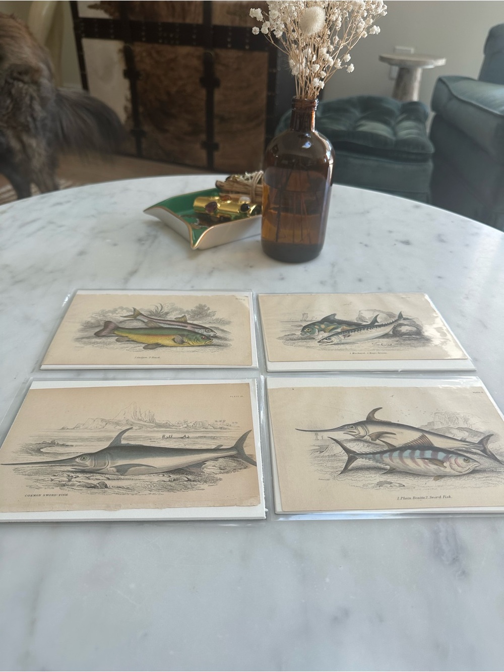 1800s Jardineโs The Naturalistโs Library Chromolithographs